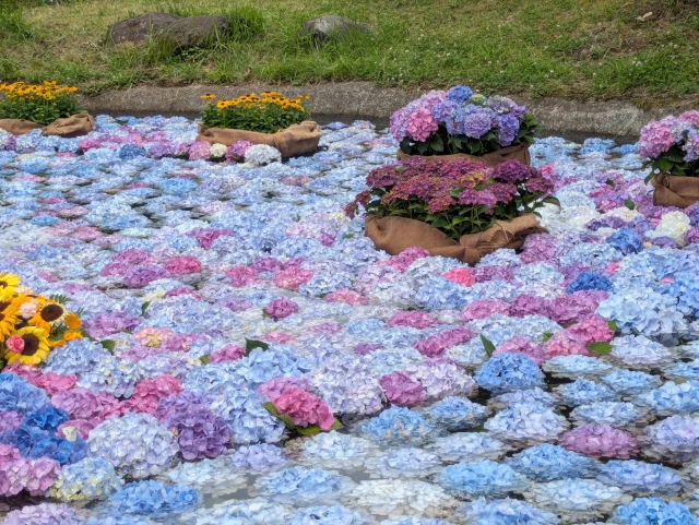 神奈川県開成町の初夏のあじさい祭り